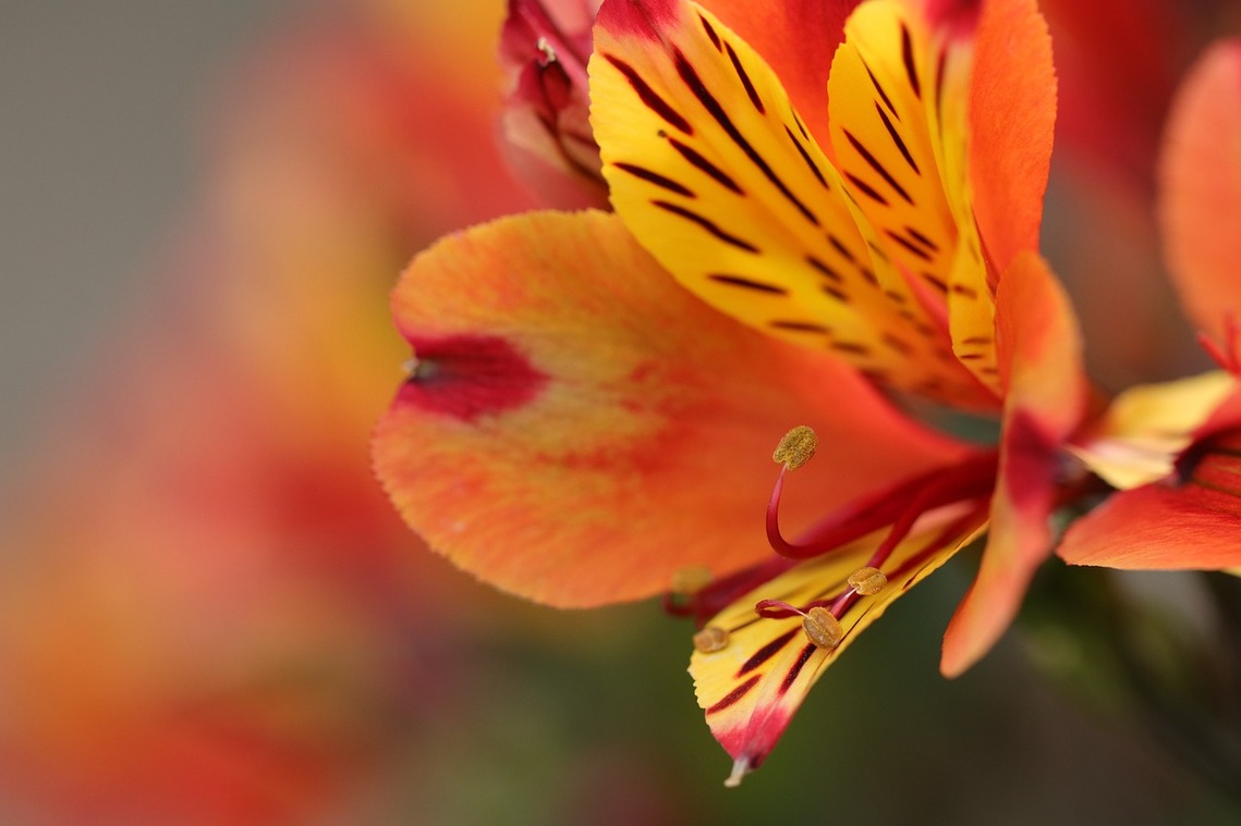 Alstroemeria