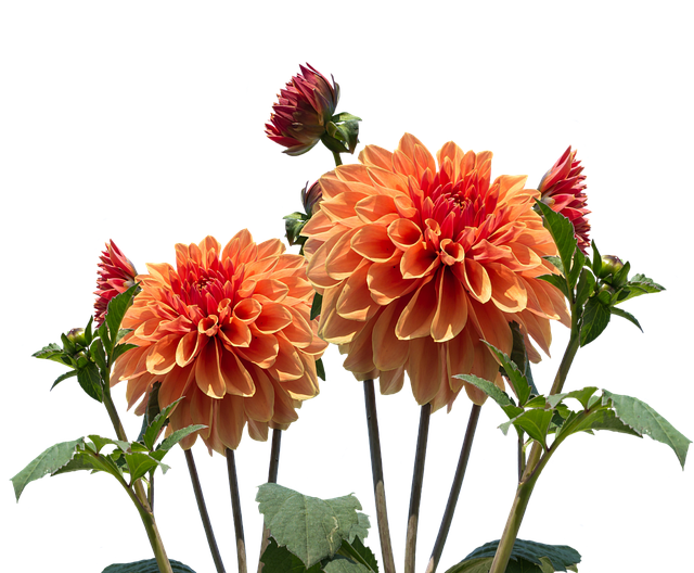 Dahlia