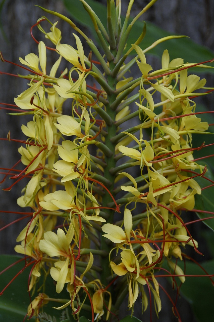 a bloom of a ginger plant