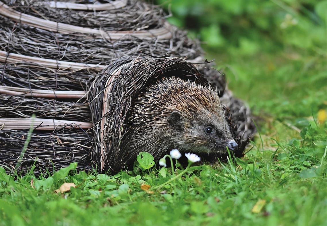 Hedgehog