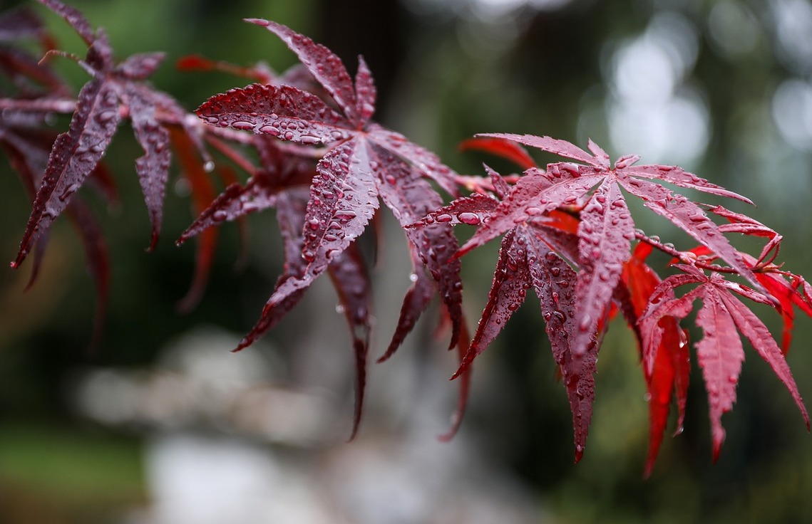 Japanese maple