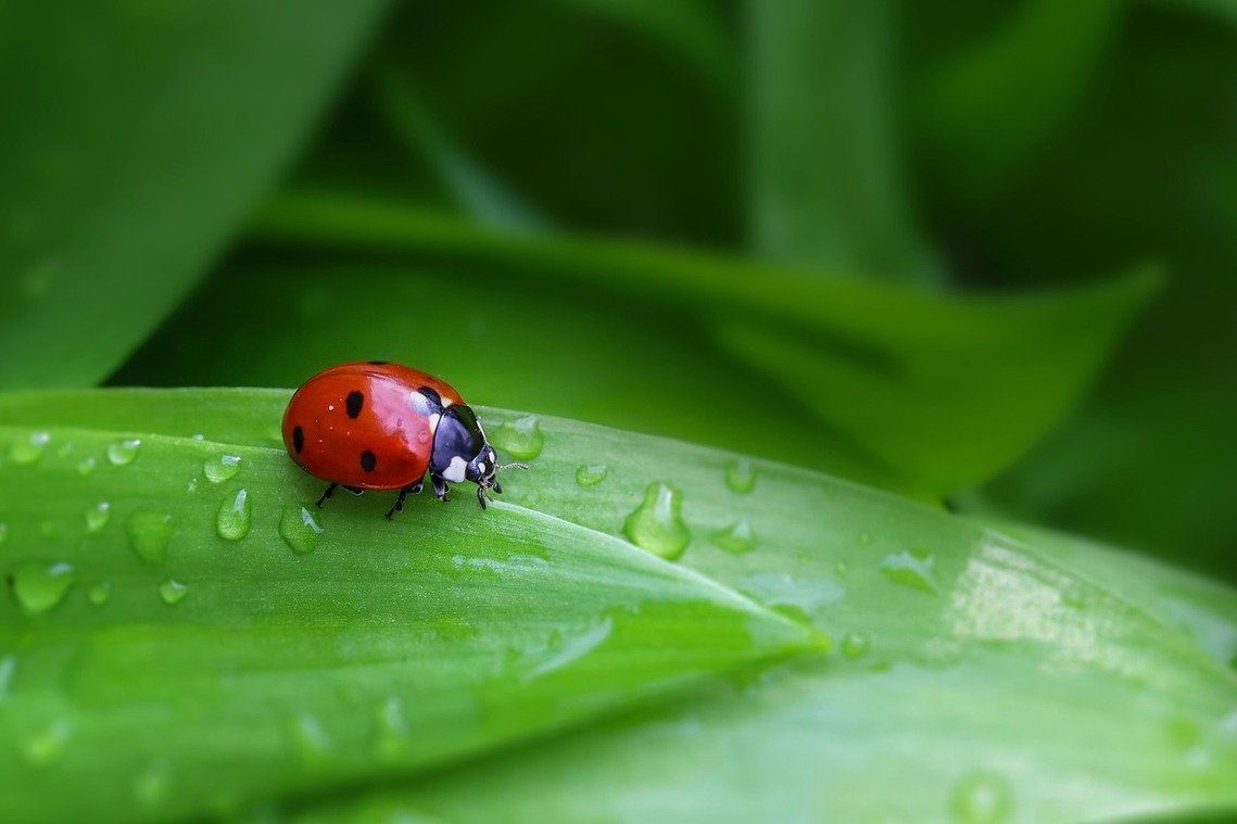 ladybird on a leaf