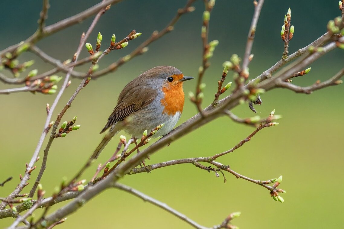 A robin on a branch