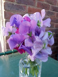Cut Flowers