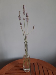 Cut Flowers 2