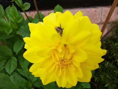 Garden Beds 1