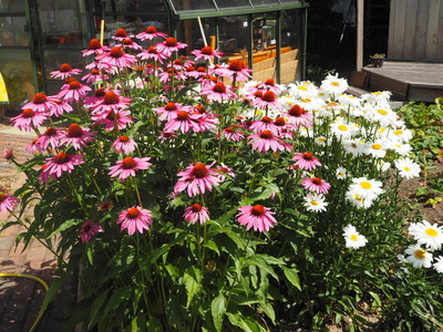 Garden Beds 2