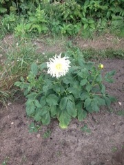 Garden Beds 9