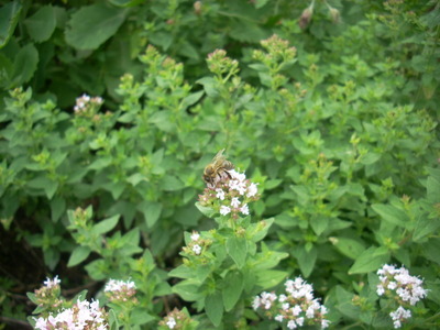 Garden Beds 10