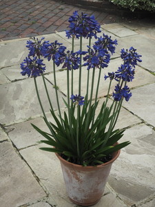 Potted Plants
