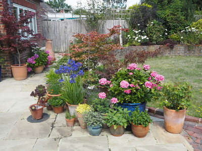 Potted Plants 2