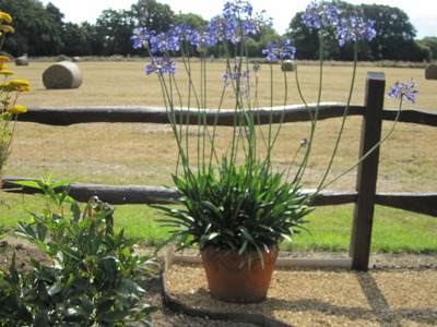 Potted Plants 3
