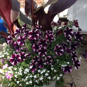 Potted Plants 4