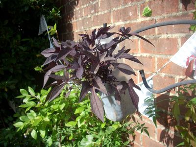 Potted Plants 5
