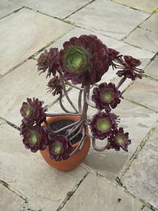 Potted Plants 7