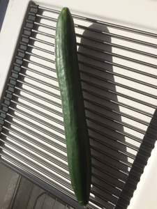 Vegetables 3