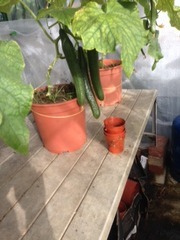 Vegetables 5
