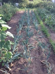 Vegetables 6