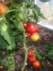 Vegetables 7