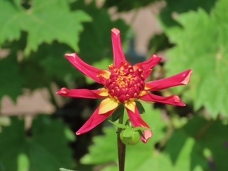 Dahlia bloom