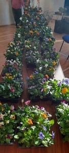 Pansies