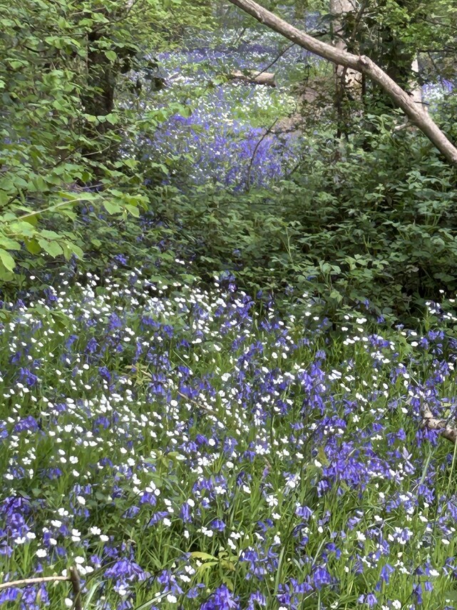 bluebell wood